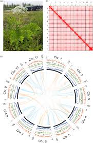 Attēlu rezultāti vaicājumam “Heracleum sosnowskyi fruit”