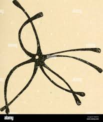 Image result for Asterionella formosa acaroides