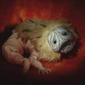 Image result for SP_FACE1