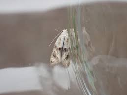 Attēlu rezultāti vaicājumam “Elachista maculicerusella”