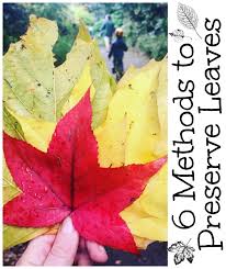 Attēlu rezultāti vaicājumam “leaf”