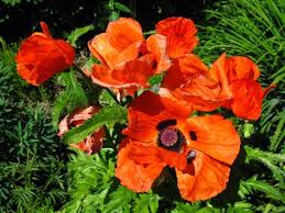 Attēlu rezultāti vaicājumam “Papaver orientale  flower”