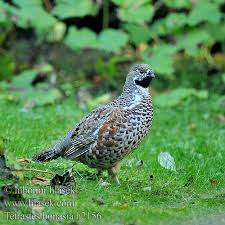 Attēlu rezultāti vaicājumam “Tetrastes bonasia”