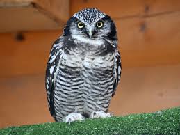 Image result for Surnia ulula