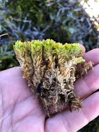 Attēlu rezultāti vaicājumam “Sphagnum compactum”