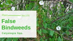Attēlu rezultāti vaicājumam “Calystegia inflata leaf”