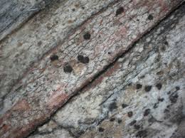 Attēlu rezultāti vaicājumam “Xylographa paralella”