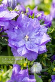 Image result for Campanula isophylla