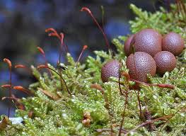 Attēlu rezultāti vaicājumam “Lycogala cf. fossiculatum sessile”