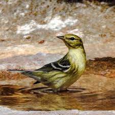 Image result for Dendroica striata