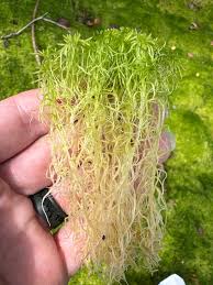 Attēlu rezultāti vaicājumam “Sphagnum fimbriatum”