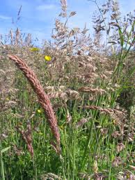 Attēlu rezultāti vaicājumam “Holcus lanatus”