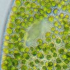 Attēlu rezultāti vaicājumam “Chaenotheca chlorella”