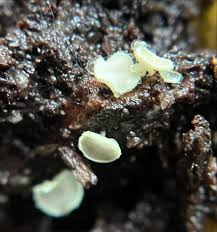 Attēlu rezultāti vaicājumam “myxomicetes”