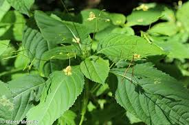 Attēlu rezultāti vaicājumam “Impatiens parviflora leaf”
