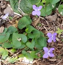 Attēlu rezultāti vaicājumam “Viola epipsila leaf”