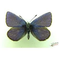 Attēlu rezultāti vaicājumam “Lopinga achine underside”