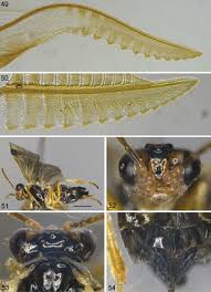 Attēlu rezultāti vaicājumam “Tischeria complanella larva”