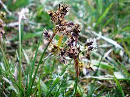 Attēlu rezultāti vaicājumam “Luzula multiflora”