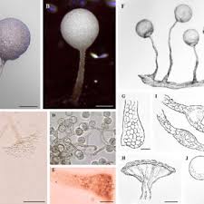 Attēlu rezultāti vaicājumam “Arcyria globosa stalked”