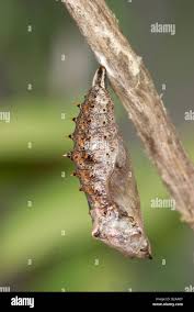 Attēlu rezultāti vaicājumam “Nymphalis pupa”