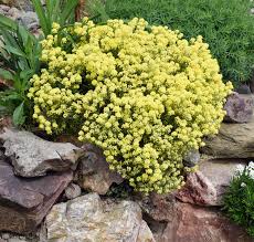 Image result for Alyssum saxatile