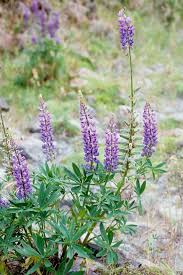 Image result for Lupinus polyphyllus Lindl.
