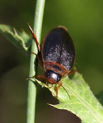 Attēlu rezultāti vaicājumam “Colymbetes striatus”