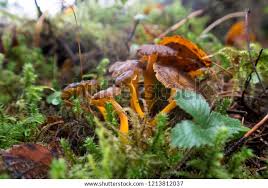 Attēlu rezultāti vaicājumam “Cantharellus lutescens”