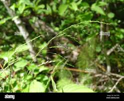 Attēlu rezultāti vaicājumam “Cinna latifolia”