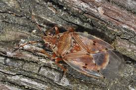 Attēlu rezultāti vaicājumam “Kleidocerys resedae imago”