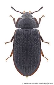 Attēlu rezultāti vaicājumam “Grynocharis oblonga”