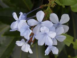 Attēlu rezultāti vaicājumam “Plumbaginaceae”