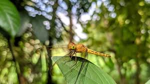 Attēlu rezultāti vaicājumam “Aeshna isoceles”