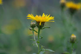Attēlu rezultāti vaicājumam “Inula salicina flower”