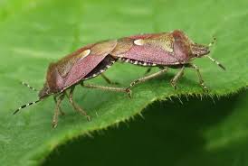 Attēlu rezultāti vaicājumam “Dolycoris baccarum”