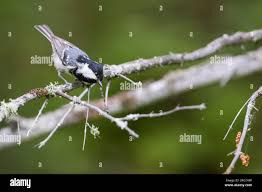 Attēlu rezultāti vaicājumam “Periparus ater adult”