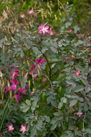 Attēlu rezultāti vaicājumam “Rosa glauca flower”