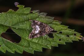 Attēlu rezultāti vaicājumam “Protodeltote pygarga”