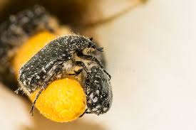 Attēlu rezultāti vaicājumam “Oxythyrea funesta imago”