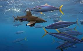 Image result for Thunnus atlanticus
