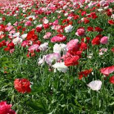 Image result for Papaver rhoeas 'Shirley'