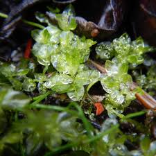 Attēlu rezultāti vaicājumam “Plagiomnium ellipticum”