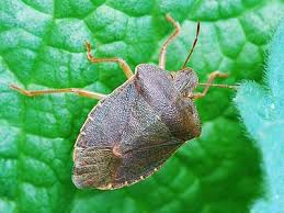 Attēlu rezultāti vaicājumam “Palomena prasina nymph”