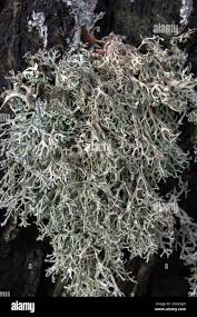 Attēlu rezultāti vaicājumam “Ramalina farinacea”
