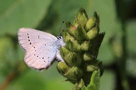 Attēlu rezultāti vaicājumam “Cupido minimus underside”