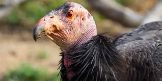 gamravlebis-ის სურათის შედეგი