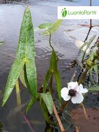 Attēlu rezultāti vaicājumam “Sagittaria sagittifolia leaf”