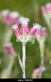 Attēlu rezultāti vaicājumam “Antennaria dioica leaf”