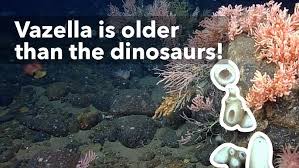 Image result for Vazella pourtalesii